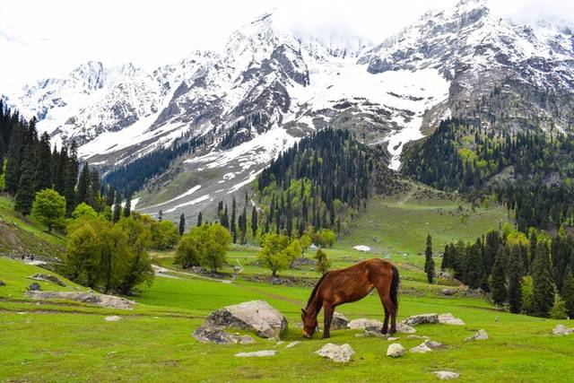 Kashmir Tour